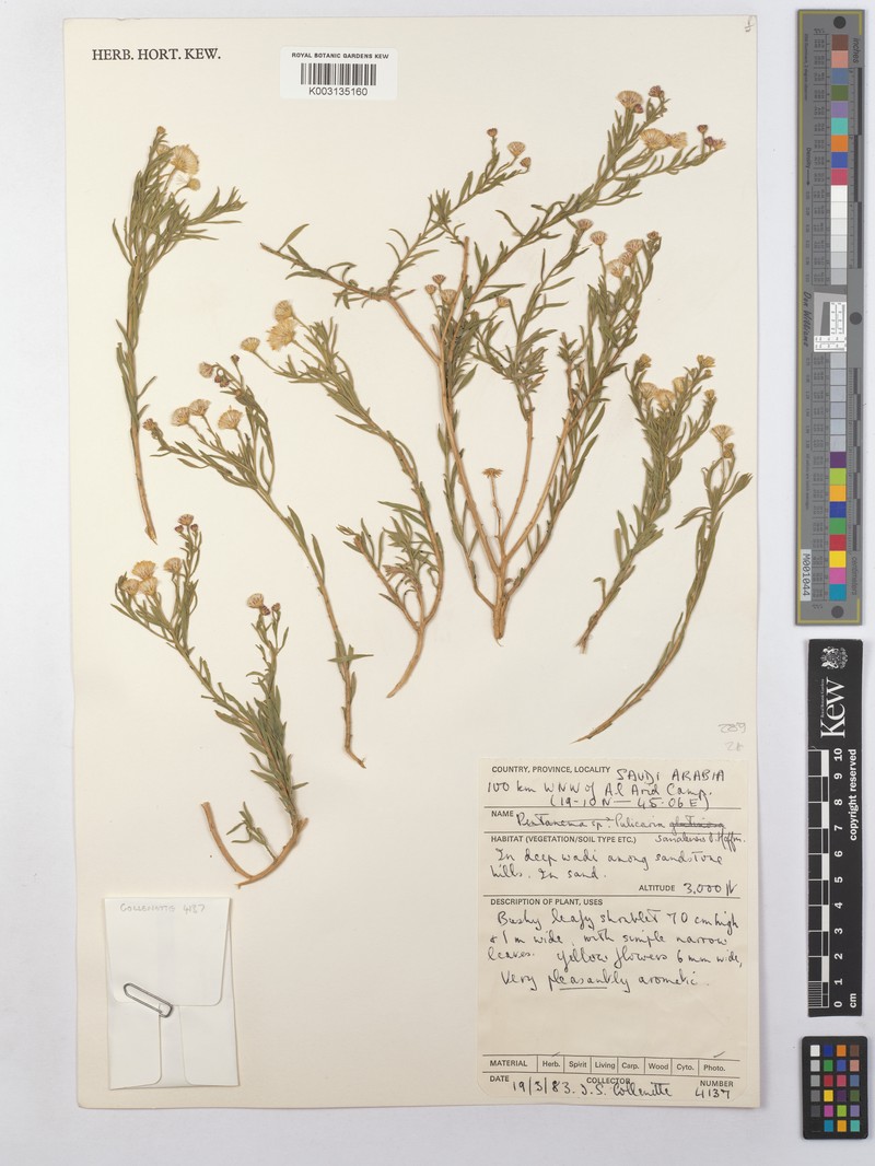 Pulicaria somalensis