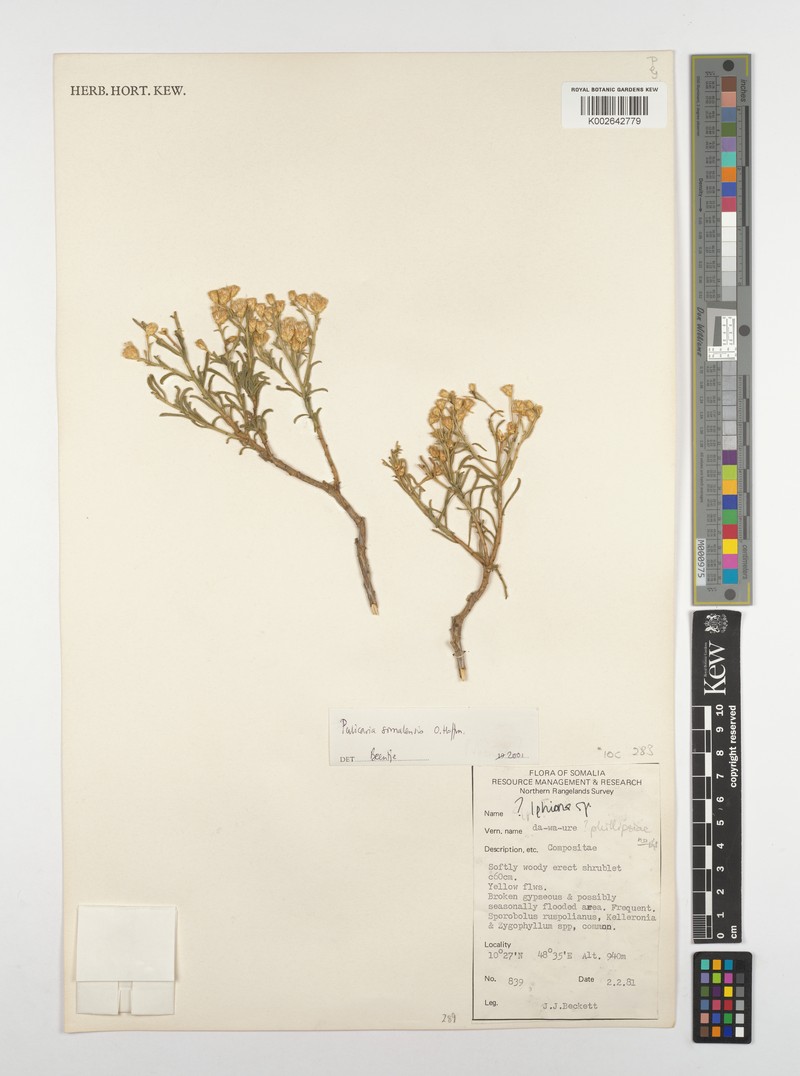 Pulicaria somalensis photo 2