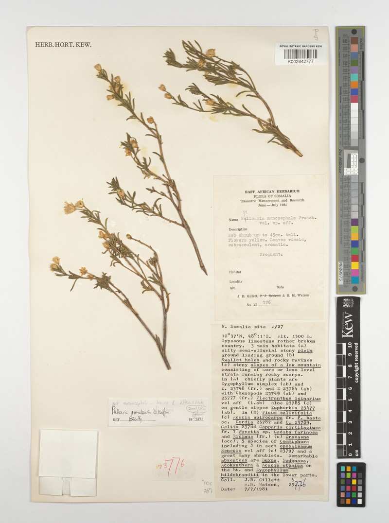 Pulicaria somalensis photo 3