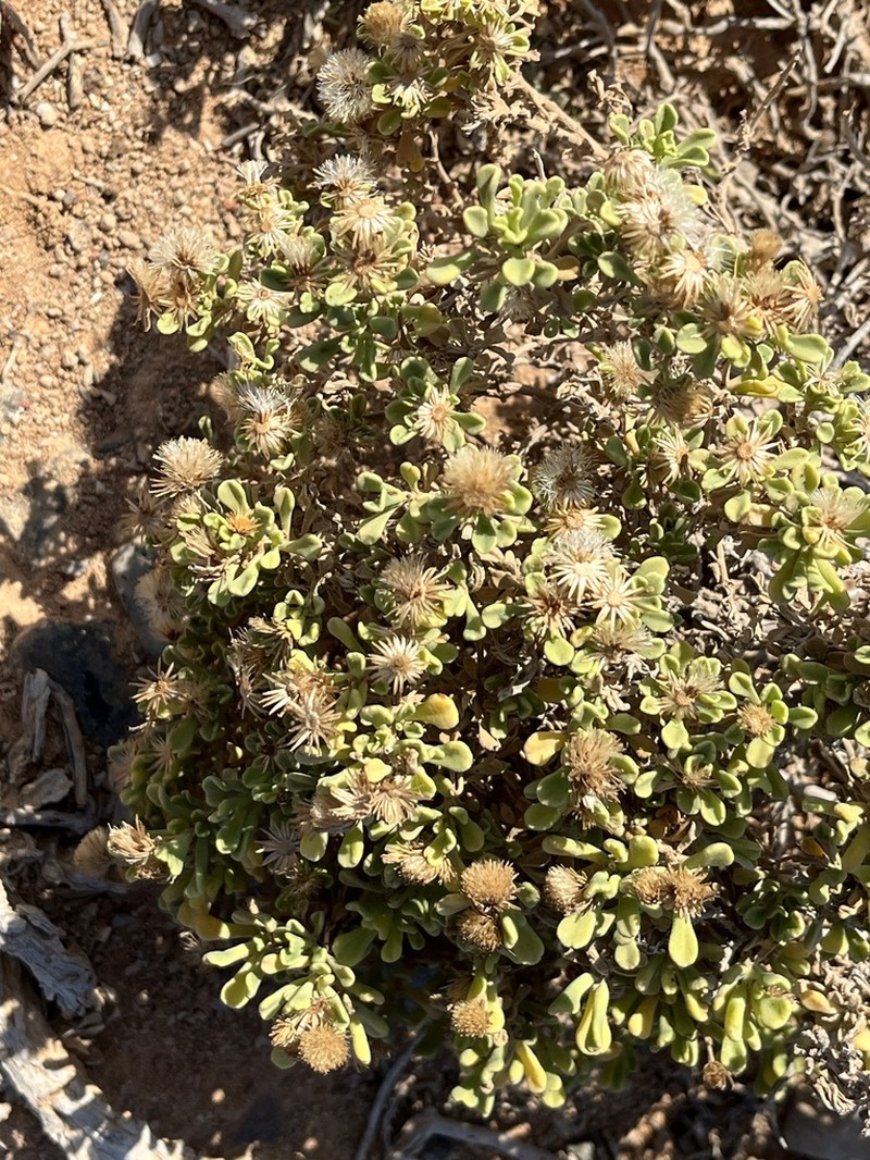 Pulicaria stephanocarpa