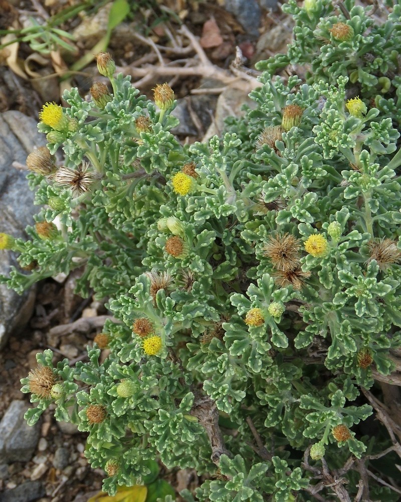 Pulicaria stephanocarpa photo 2