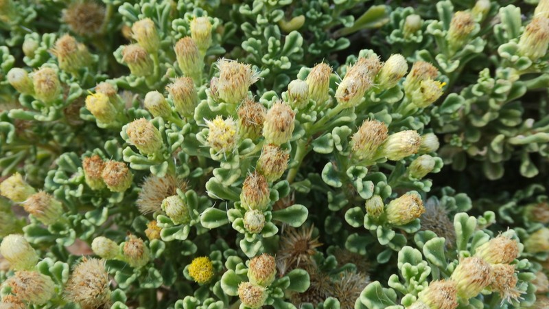 Pulicaria stephanocarpa photo 4