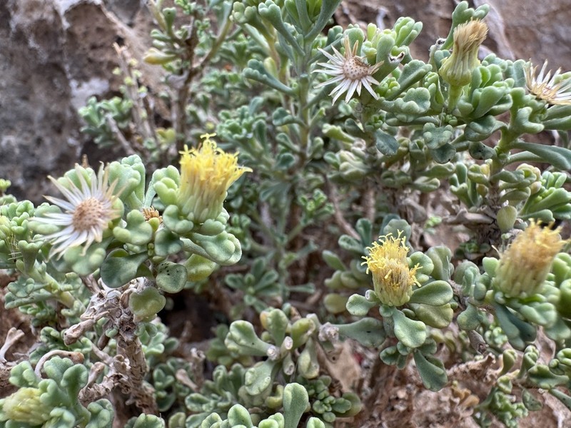 Pulicaria stephanocarpa photo 6