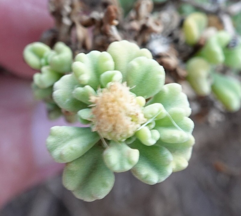 Pulicaria stephanocarpa photo 8
