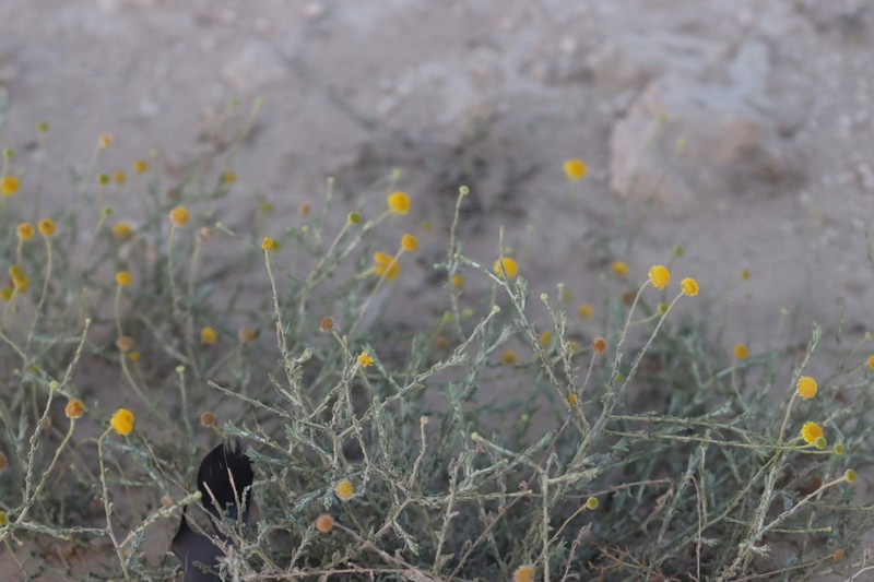 Pulicaria undulata