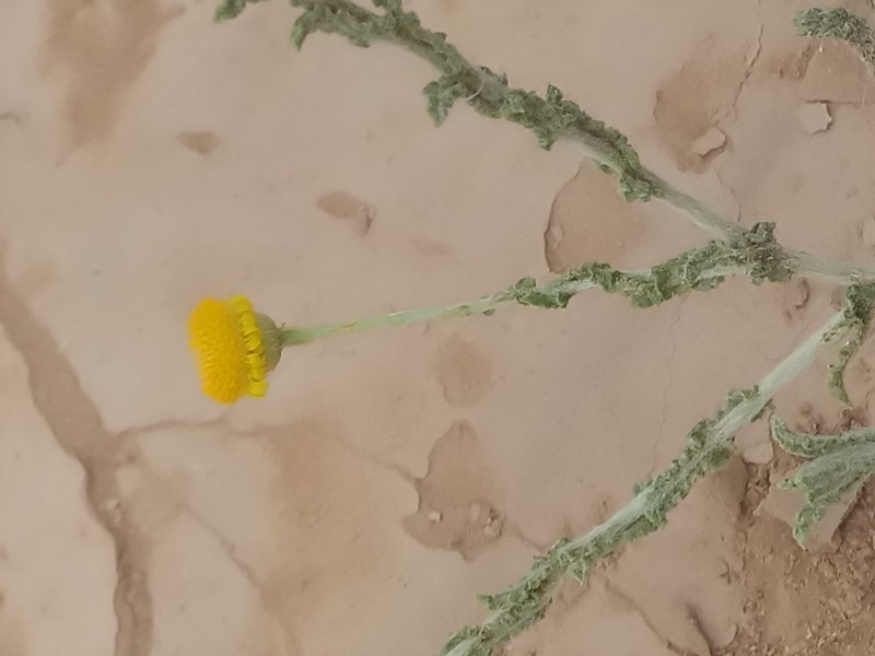 Pulicaria undulata photo 2