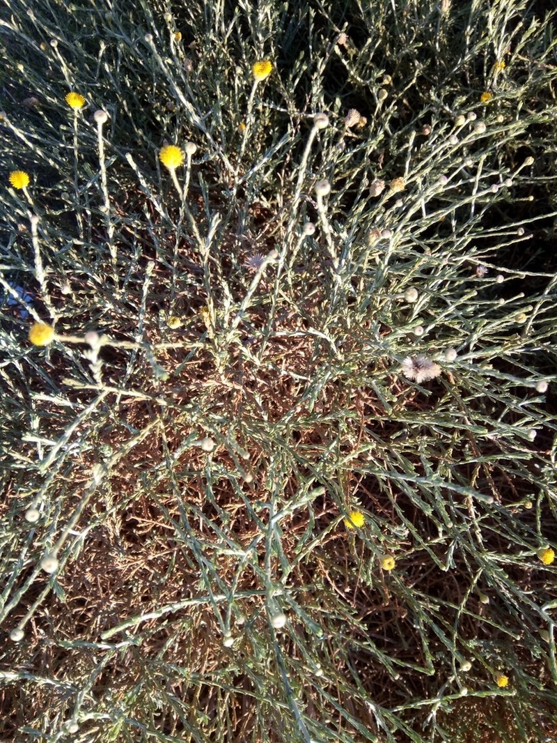 Pulicaria undulata photo 3