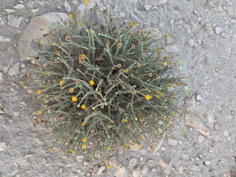 Pulicaria undulata photo 4