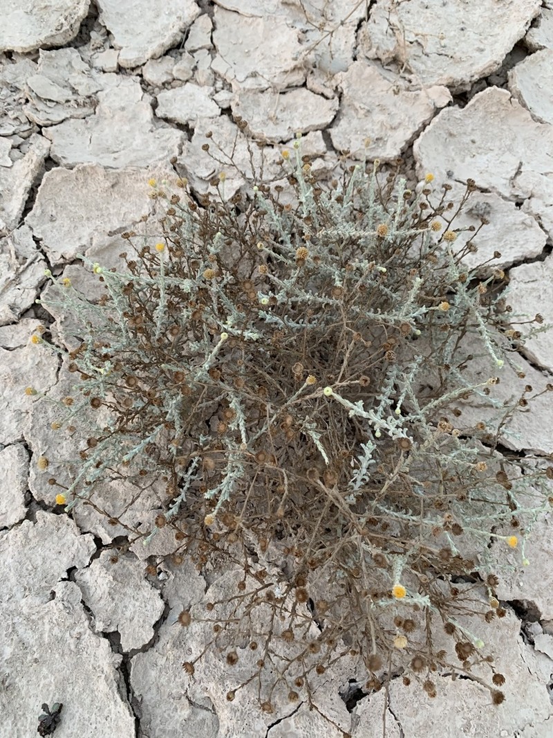 Pulicaria undulata photo 5