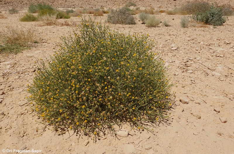 Pulicaria undulata photo 6