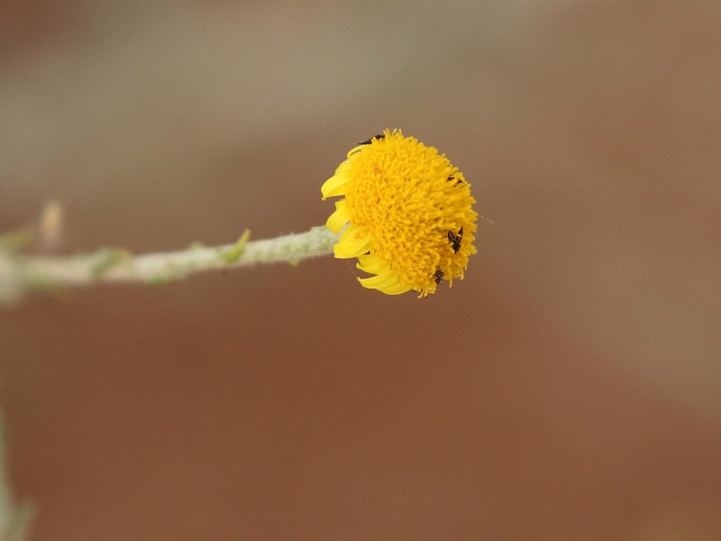 Pulicaria undulata photo 7