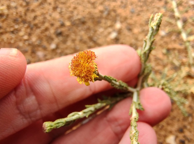 Pulicaria undulata photo 8