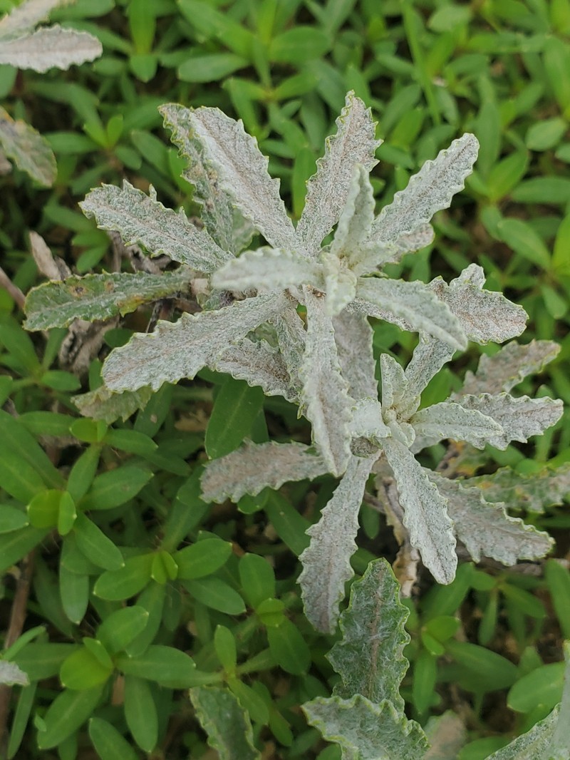Pulicaria undulata subsp. argyrophylla