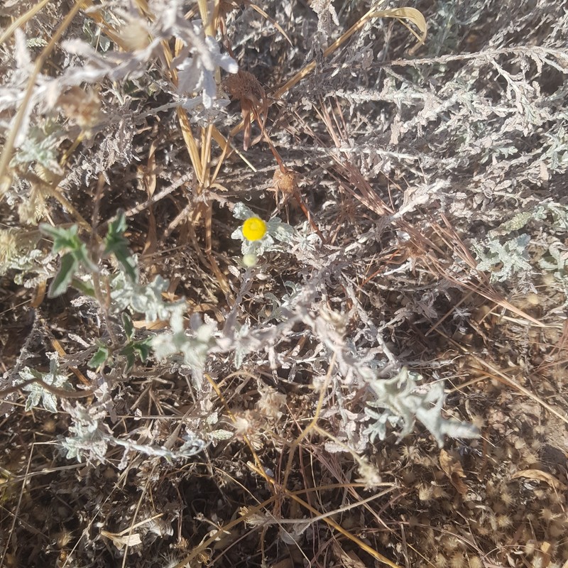 Pulicaria undulata subsp. argyrophylla photo 2