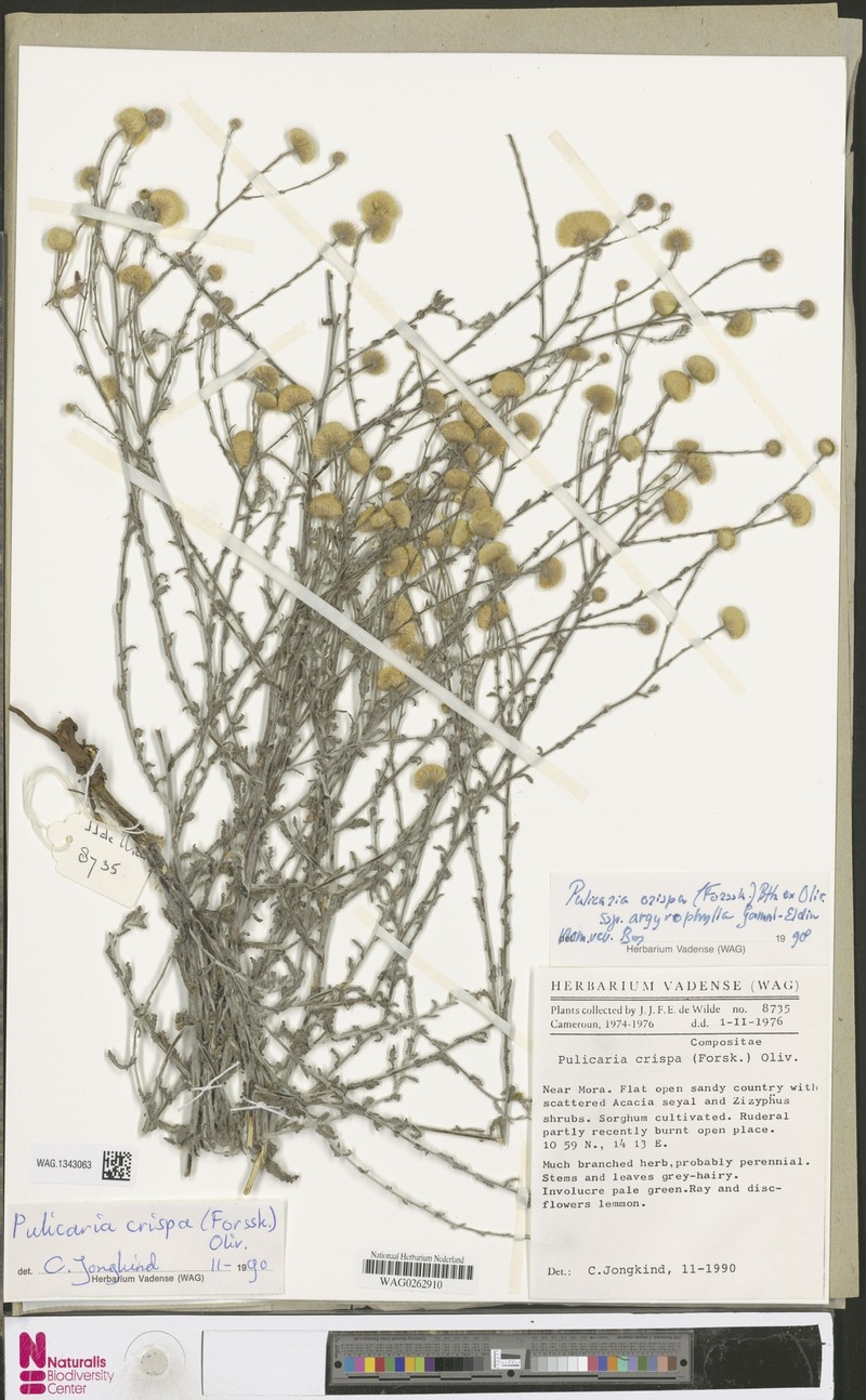 Pulicaria undulata subsp. argyrophylla photo 3