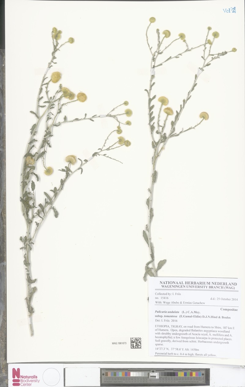 Pulicaria undulata subsp. tomentosa