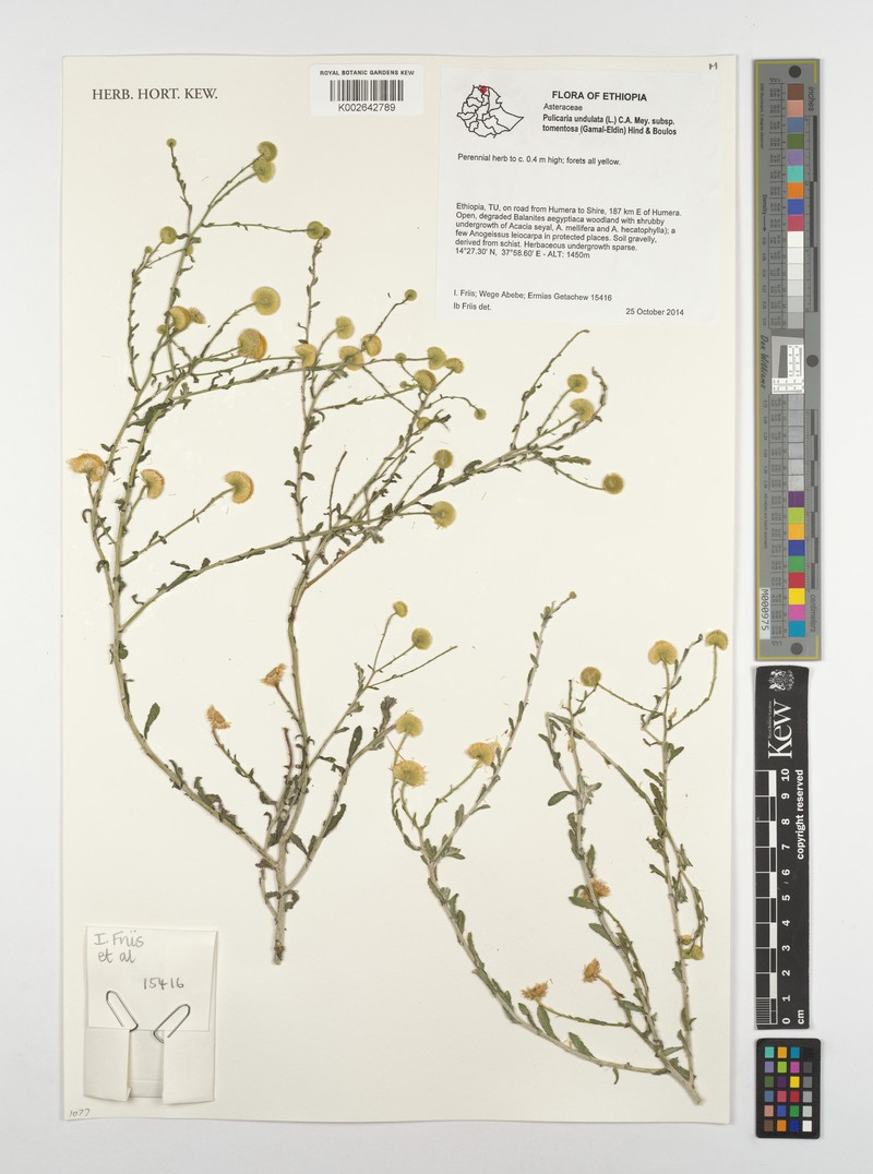 Pulicaria undulata subsp. tomentosa photo 3