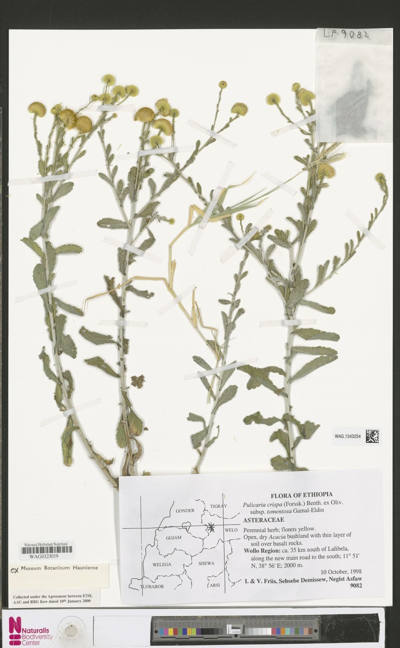 Pulicaria undulata subsp. tomentosa photo 4