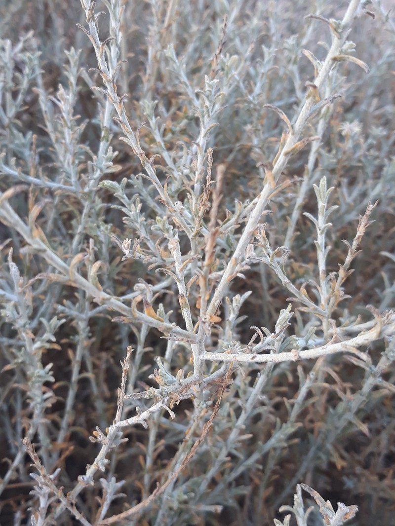 Pulicaria undulata subsp. undulata