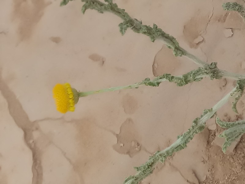 Pulicaria undulata subsp. undulata photo 2