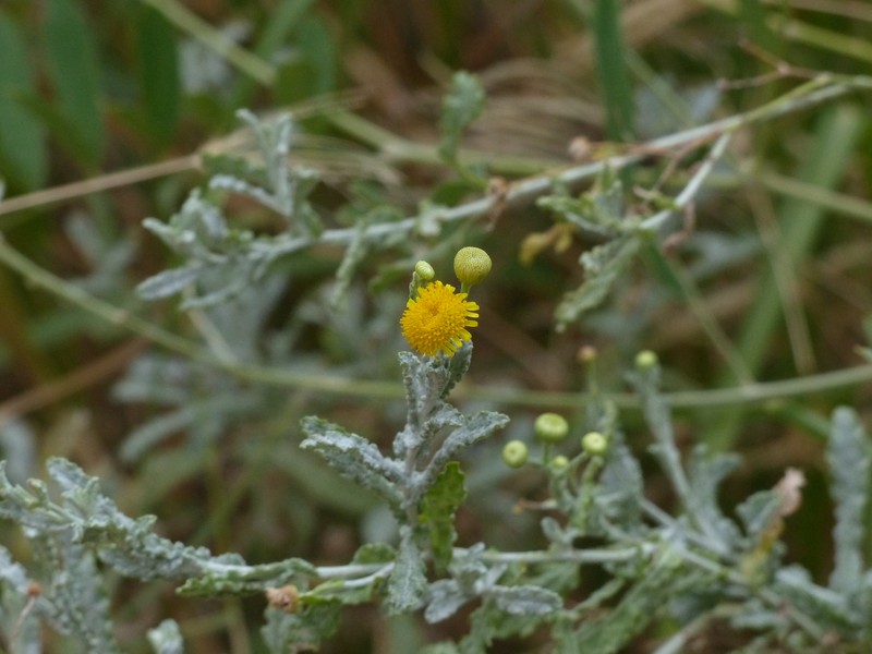 Pulicaria undulata subsp. undulata photo 3
