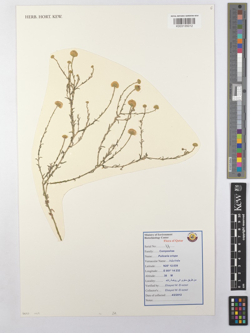 Pulicaria undulata subsp. undulata photo 4