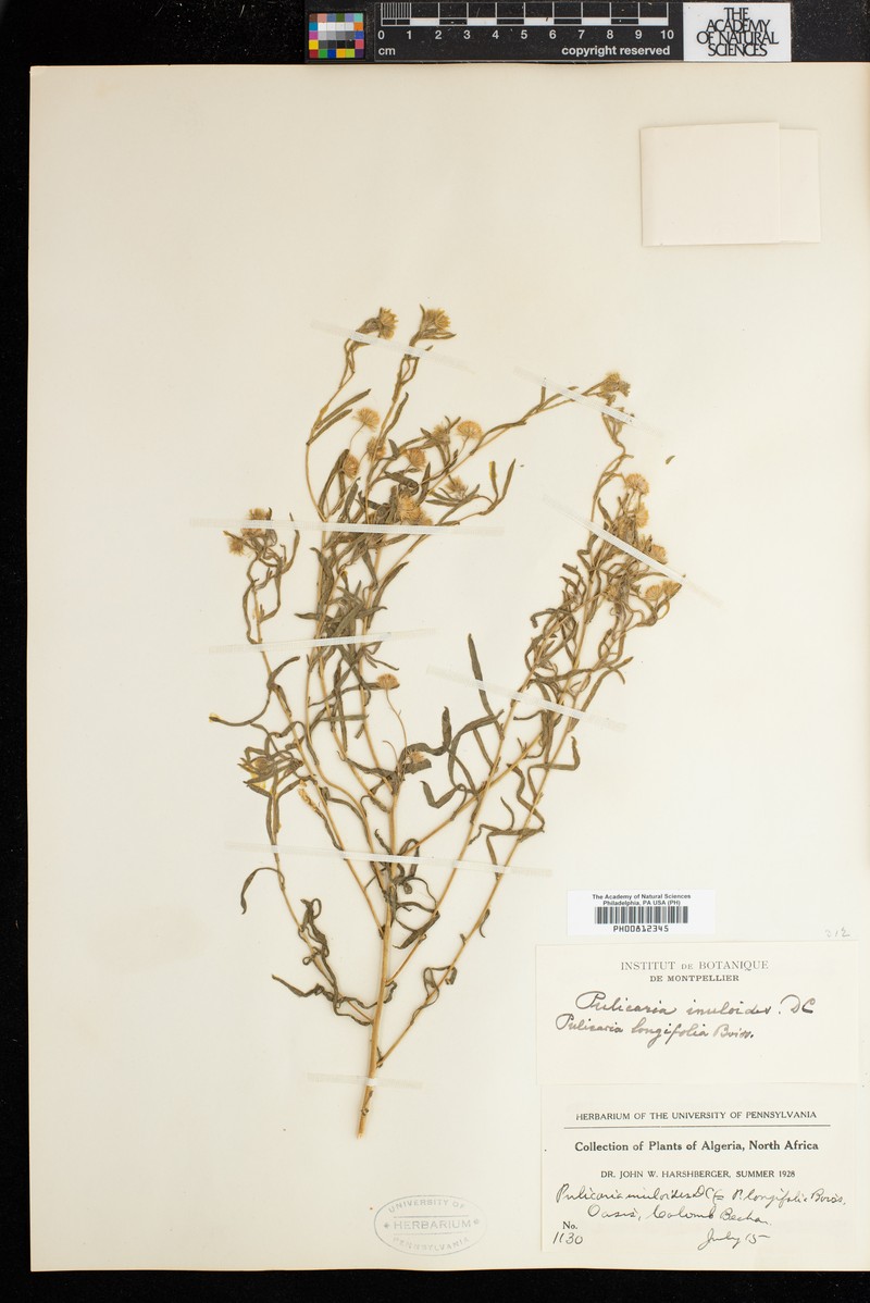 Pulicaria uniseriata