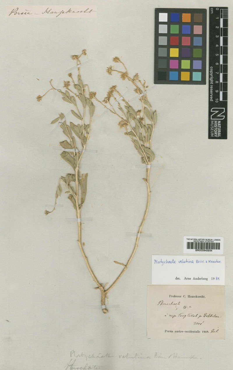 Pulicaria velutina