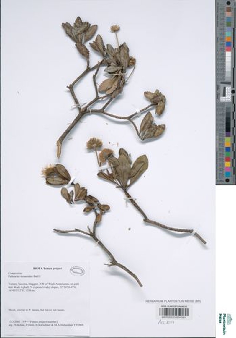 Pulicaria vieraeoides