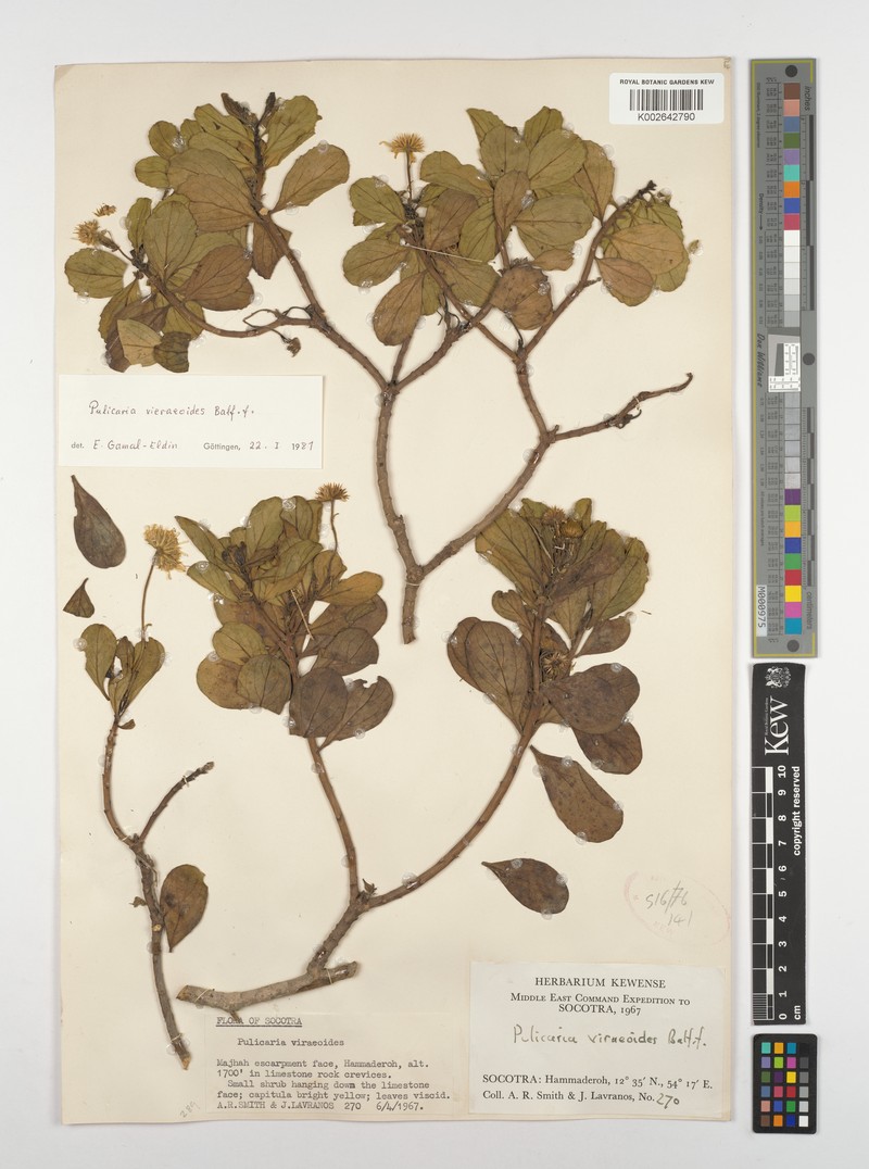 Pulicaria vieraeoides photo 2