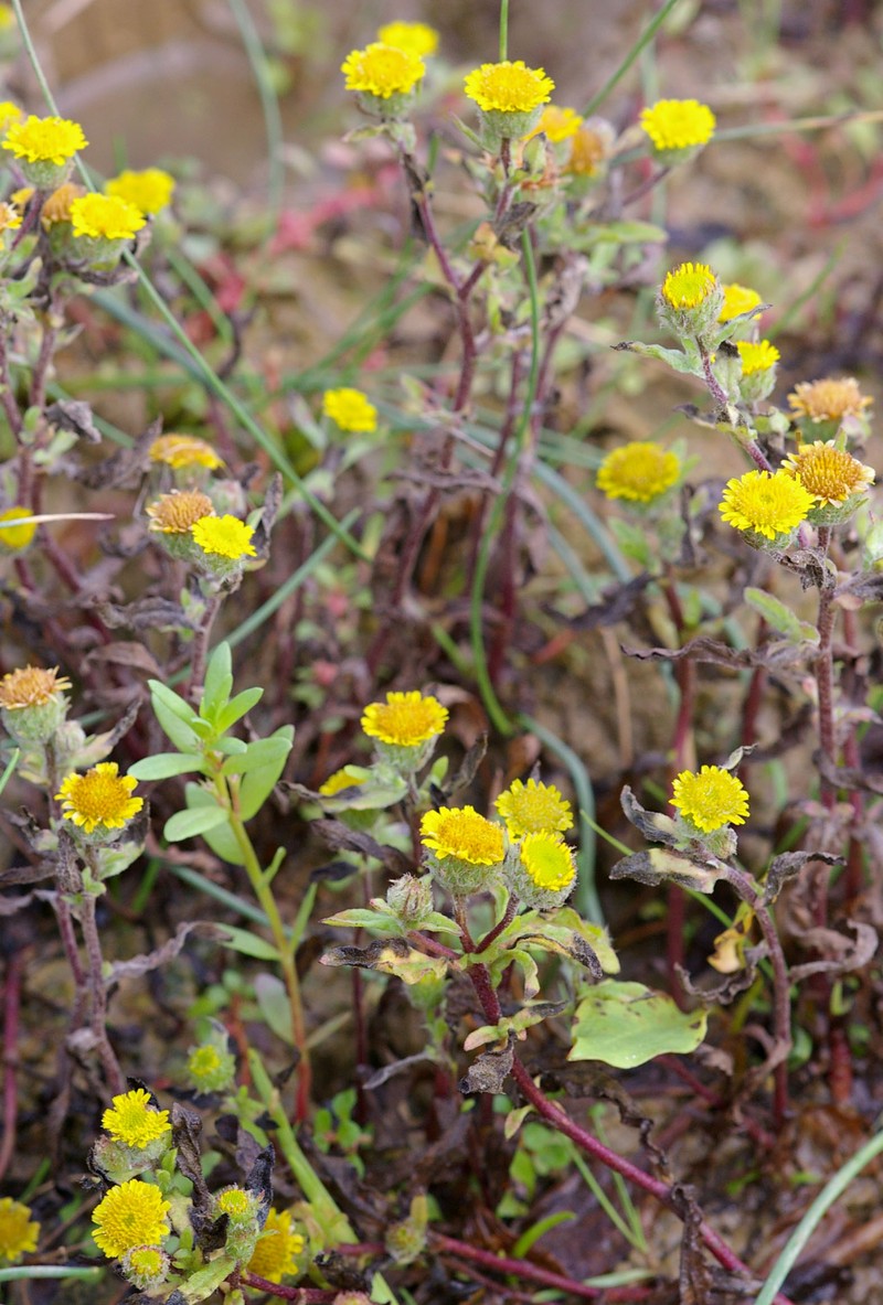 Pulicaria vulgaris