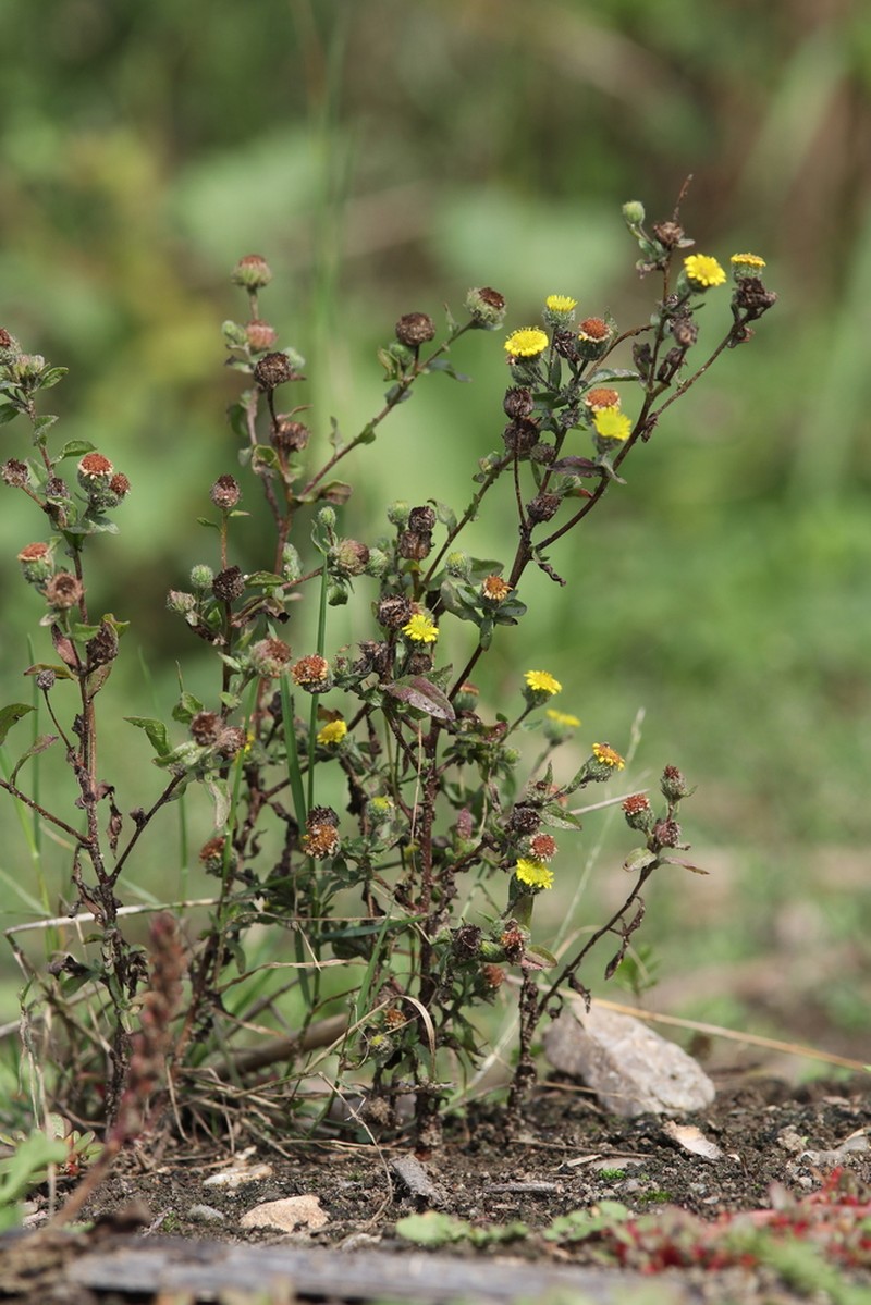 Pulicaria vulgaris photo 2