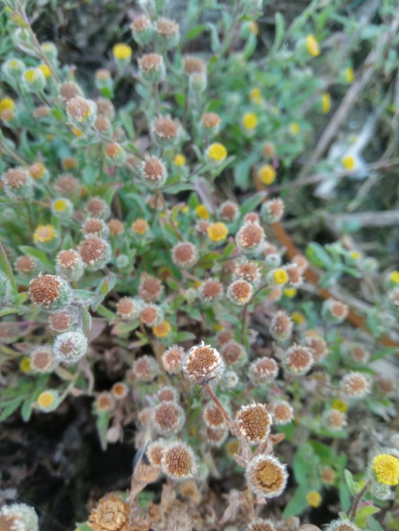 Pulicaria vulgaris photo 3