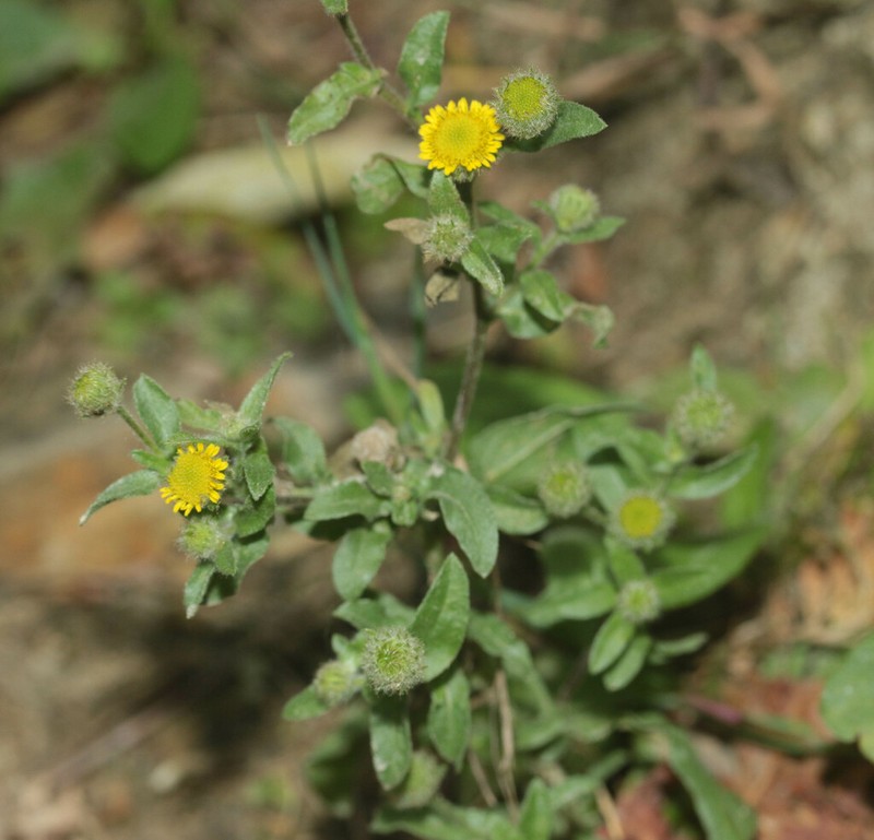 Pulicaria vulgaris photo 4