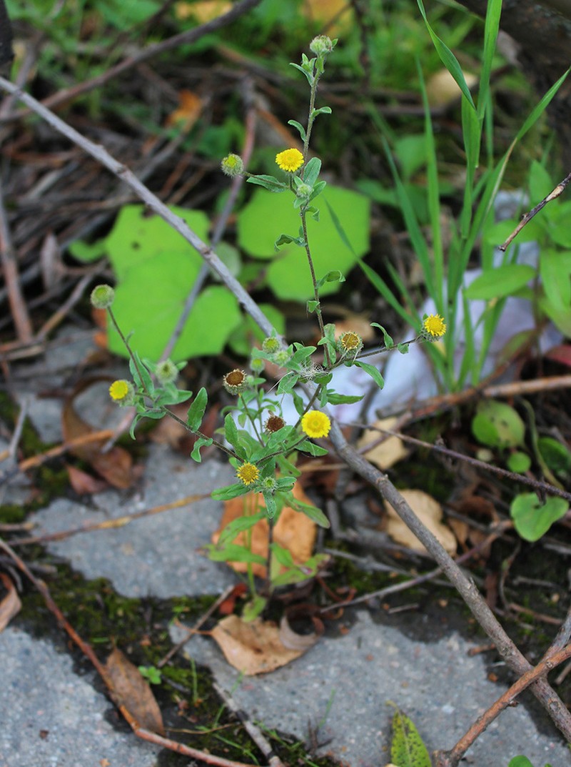 Pulicaria vulgaris photo 5
