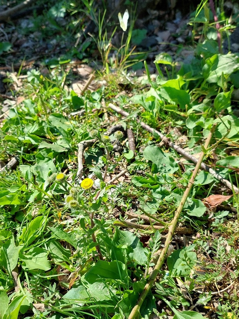 Pulicaria vulgaris photo 6