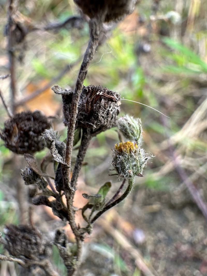 Pulicaria vulgaris photo 7