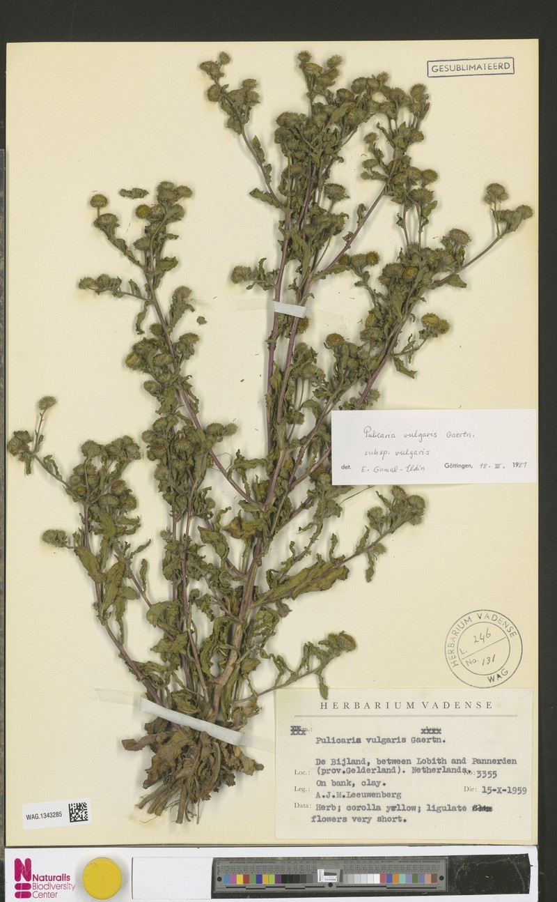 Pulicaria vulgaris subsp. vulgaris