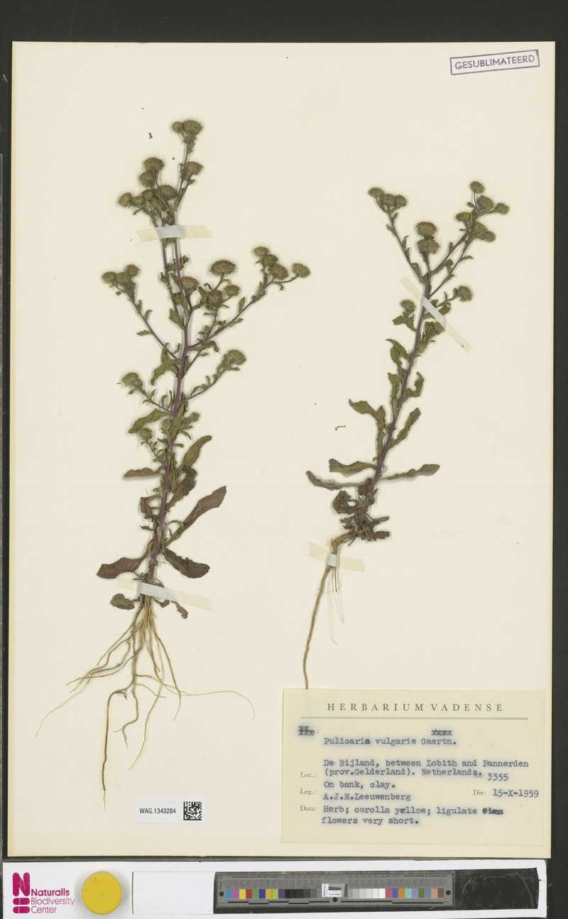 Pulicaria vulgaris subsp. vulgaris photo 2
