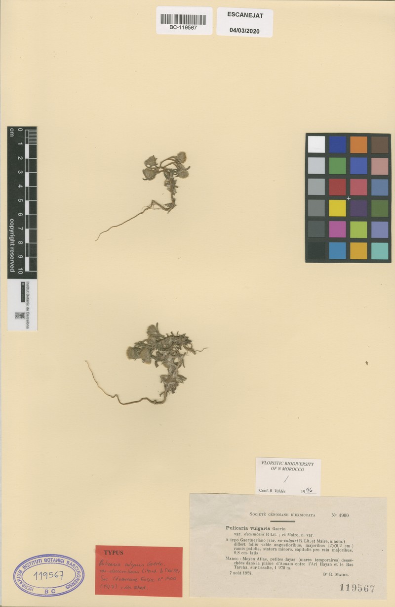 Pulicaria vulgaris subsp. vulgaris photo 3