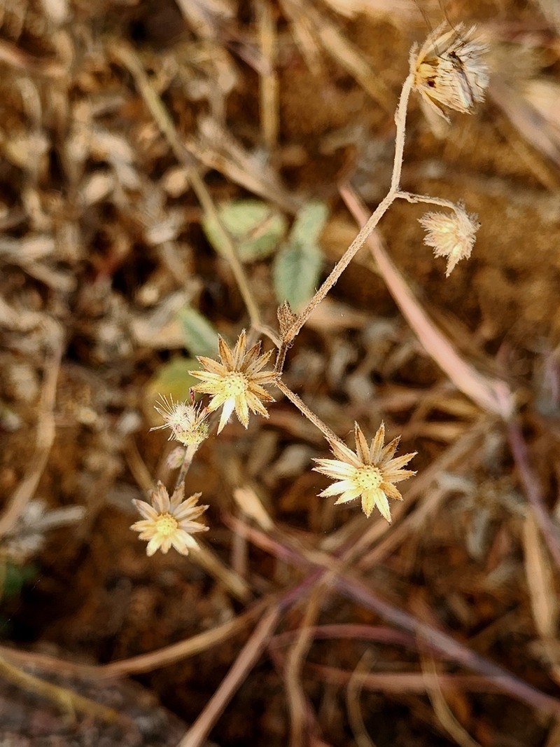Pulicaria wightiana