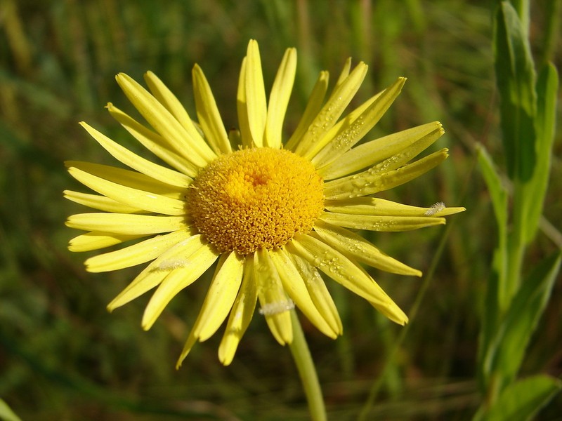 Pulicaria wightiana photo 2