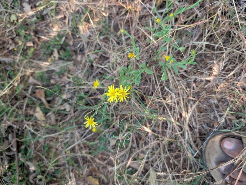 Pulicaria wightiana photo 3