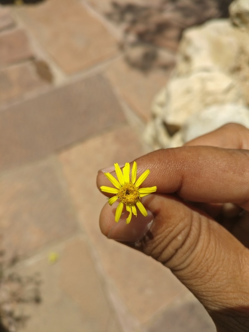 Pulicaria wightiana photo 4