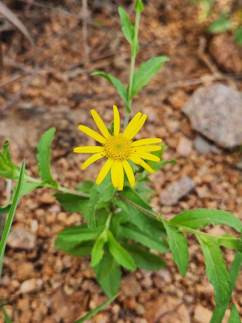 Pulicaria wightiana photo 5