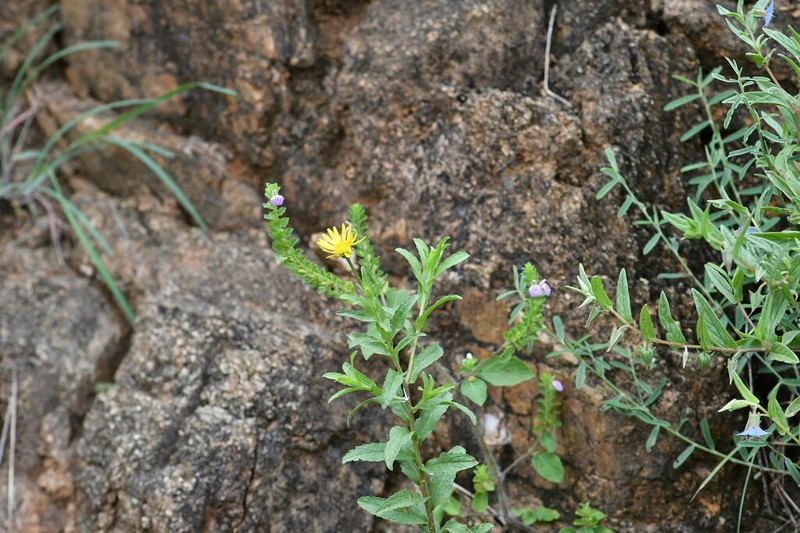 Pulicaria wightiana photo 6