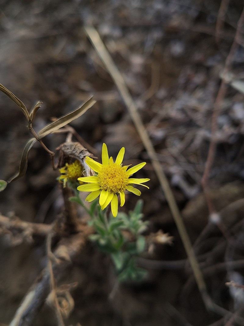 Pulicaria wightiana photo 7