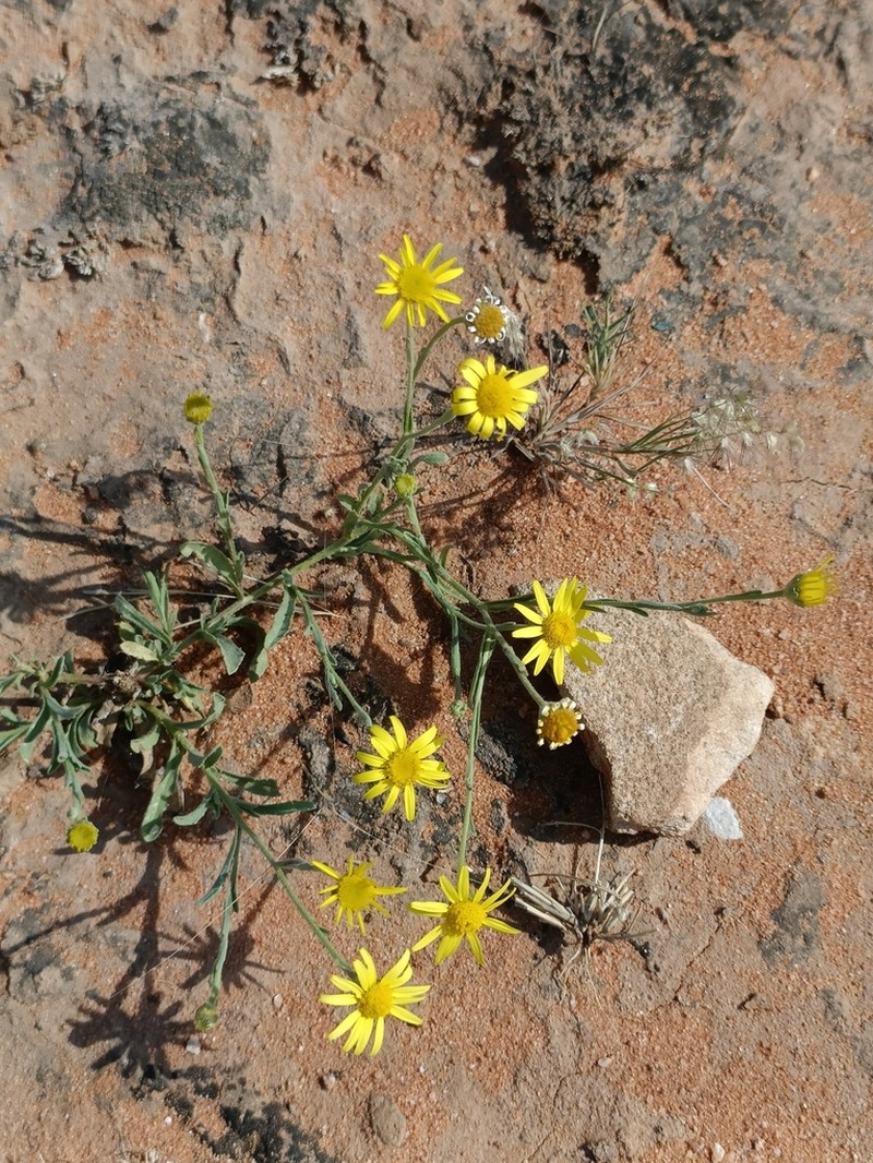 Pulicaria wightiana photo 8