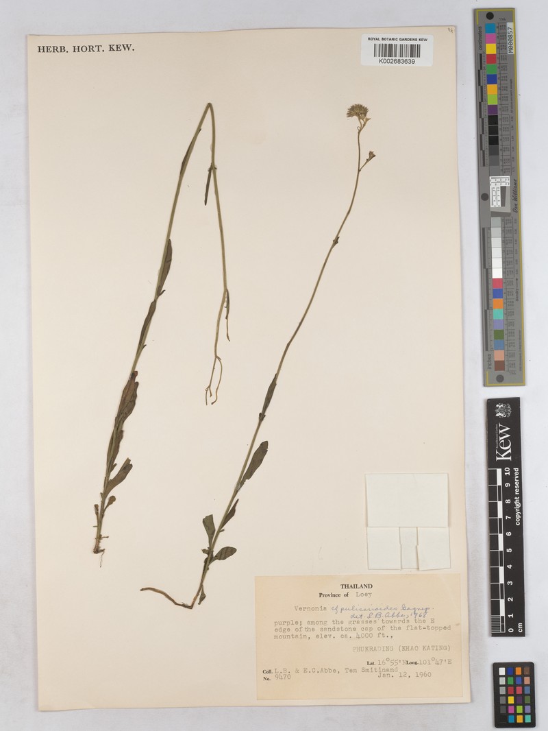 Pulicarioidea annamica