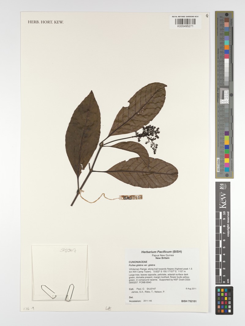 Pullea glabra var. glabra